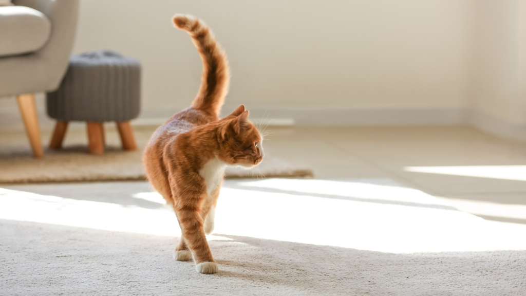 A cat with orange and white fur walking on a light-coloured floor in a well-lit room.