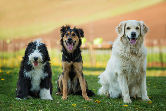 Three dogs sitting on grass: a black and white dog on the left, a brown and black mixed breed in the middle, and a golden retriever on the right.