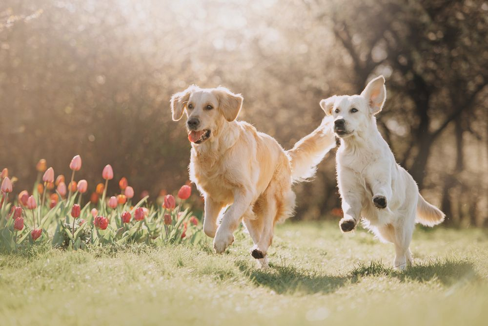 Two golden retriever dogs playing and running through a grassy field with tulips in the background.